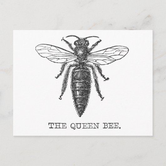 Carte Postale Illustration d'antiquité de l'insecte de la reine (Devant)