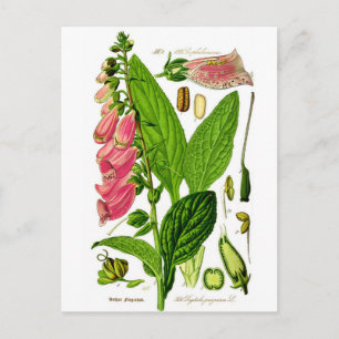 Carte Postale Illustration de botanique Foxglove (Digitalis purp