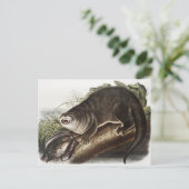 Carte Postale Illustration de Canada Otter (Lutra Canadensis) (Debout devant)