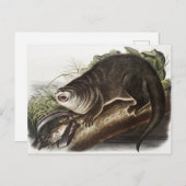 Carte Postale Illustration de Canada Otter (Lutra Canadensis) (Devant / Derrière)