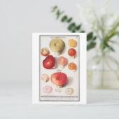 Carte Postale Illustration de champignon vintage (Debout devant)