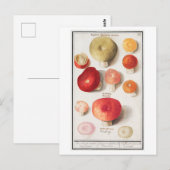 Carte Postale Illustration de champignon vintage (Devant / Derrière)