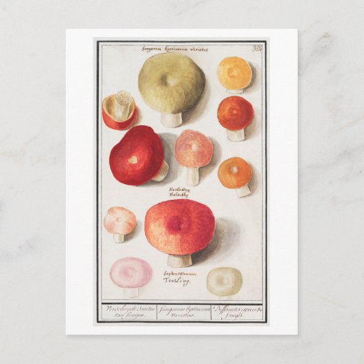 Carte Postale Illustration de champignon vintage (Devant)