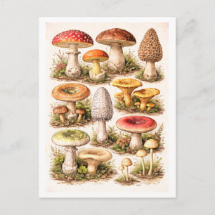 Carte Postale Illustration de champignons de style vintage