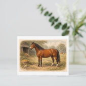 Carte Postale Illustration de cheval de style vintage (Debout devant)