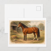 Carte Postale Illustration de cheval de style vintage (Devant / Derrière)