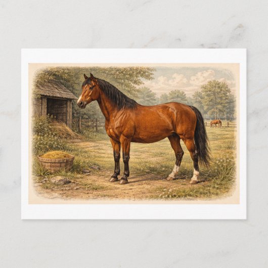 Carte Postale Illustration de cheval de style vintage (Devant)
