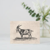 Carte Postale Illustration de chèvre domestique vintage - chèvre (Debout devant)