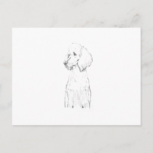 Carte Postale Illustration de chien Caniche Standard (Devant)