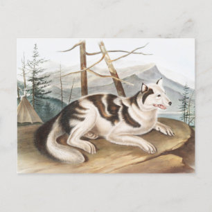 Carte Postale Illustration de Chien indien lièvre (Canis familia