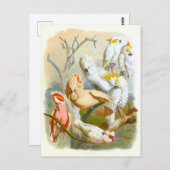 Carte Postale Illustration de Cockatoos vintages (Devant / Derrière)