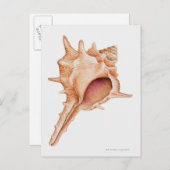Carte Postale Illustration de coquille de Murex (Devant / Derrière)