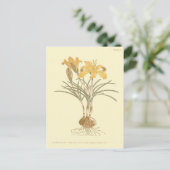 Carte Postale Illustration de crocus Cloth of Gold (Debout devant)