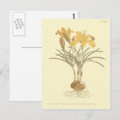 Carte Postale Illustration de crocus Cloth of Gold (Devant / Derrière)