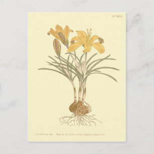 Carte Postale Illustration de crocus Cloth of Gold