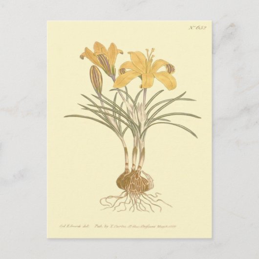 Carte Postale Illustration de crocus Cloth of Gold (Devant)