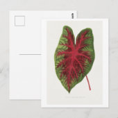 Carte Postale Illustration de feuille de Caladium bicolor splend (Devant / Derrière)