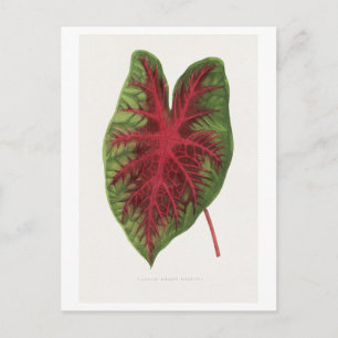 Carte Postale Illustration de feuille de Caladium bicolor splend