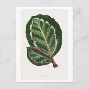 Carte Postale Illustration de feuille de Green Mantara Illustris