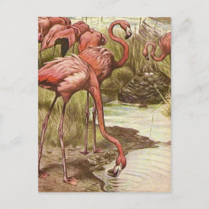 Carte Postale Illustration de flamant vintage 