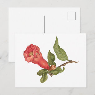 Carte Postale Illustration de fleur de grenade vintage en fleurs
