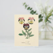Carte Postale Illustration de fleur de pensée Pensée (Debout devant)