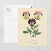 Carte Postale Illustration de fleur de pensée Pensée (Devant / Derrière)