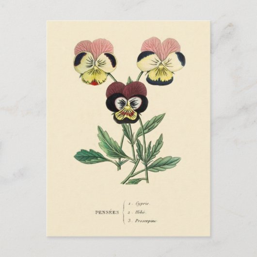 Carte Postale Illustration de fleur de pensée Pensée (Devant)