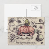 Carte Postale Illustration de fleur d'insecte botanique de crabe (Devant / Derrière)