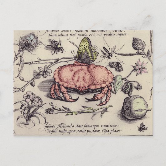 Carte Postale Illustration de fleur d'insecte botanique de crabe (Devant)