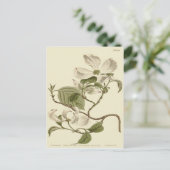 Carte Postale Illustration de fleurs de cornouiller blanc (Debout devant)