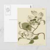 Carte Postale Illustration de fleurs de cornouiller blanc (Devant / Derrière)