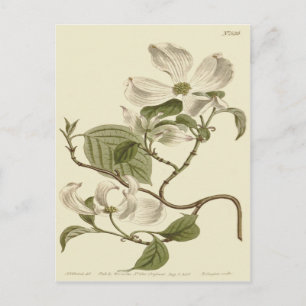 Carte Postale Illustration de fleurs de cornouiller blanc