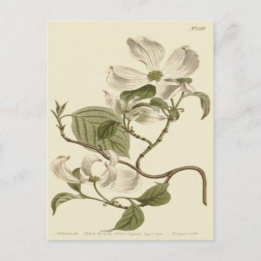 Carte Postale Illustration de fleurs de cornouiller blanc (Devant)