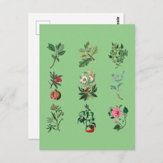 Carte Postale Illustration de fleurs, de fruits et de légumes co (Devant / Derrière)