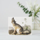 Carte Postale Illustration de Fox (Vulpes velox) (Debout devant)