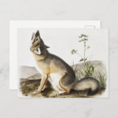 Carte Postale Illustration de Fox (Vulpes velox) (Devant / Derrière)