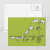 Carte Postale Illustration de germination plante (Devant / Derrière)