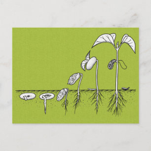 Carte Postale Illustration de germination plante