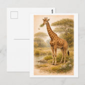 Carte Postale Illustration de girafe à l'ancienne (Devant / Derrière)