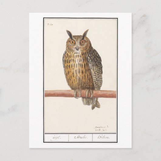 Carte Postale Illustration de hibou vintage (Devant)