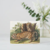 Carte Postale Illustration de Jaguar (Felis onca) (Debout devant)