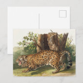 Carte Postale Illustration de Jaguar (Felis onca) (Devant / Derrière)