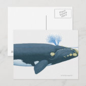 Carte Postale Illustration de la baleine noire du Pacifique Nord (Devant / Derrière)