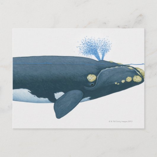 Carte Postale Illustration de la baleine noire du Pacifique Nord (Devant)