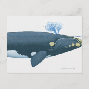 Carte Postale Illustration de la baleine noire du Pacifique Nord