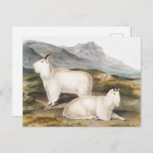 Carte Postale Illustration de la chèvre des Rocheuses (Capra Ame (Devant / Derrière)