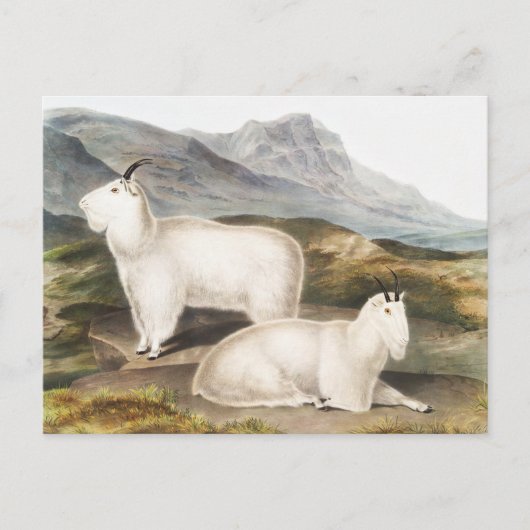 Carte Postale Illustration de la chèvre des Rocheuses (Capra Ame (Devant)