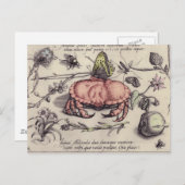 Carte Postale Illustration de la fleur d'insectes botaniques du  (Devant / Derrière)