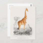 Carte Postale Illustration de la girafe vintage (Devant / Derrière)